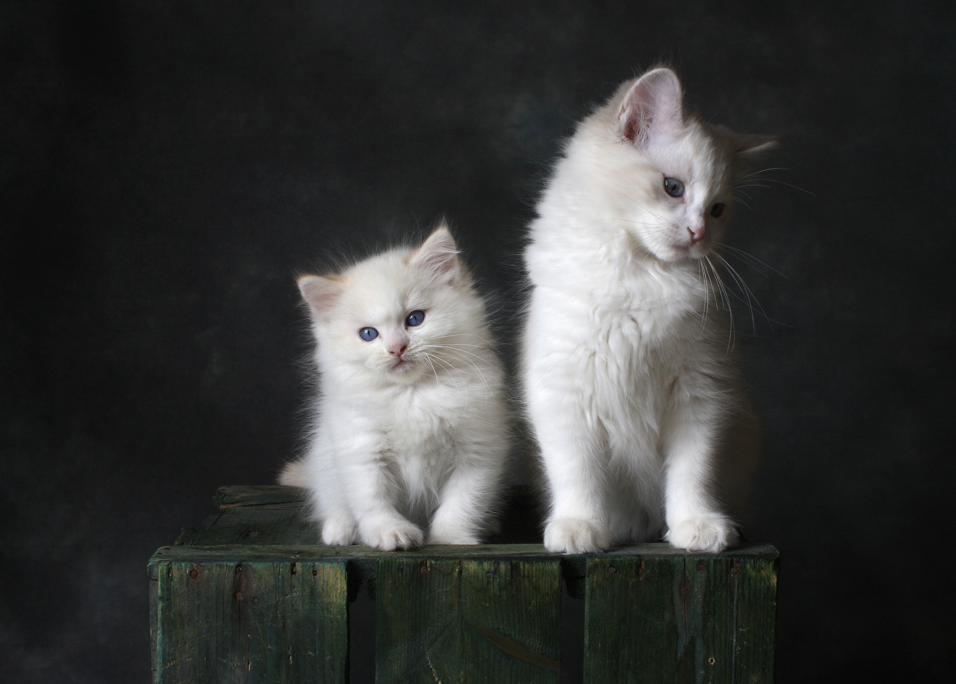 mew